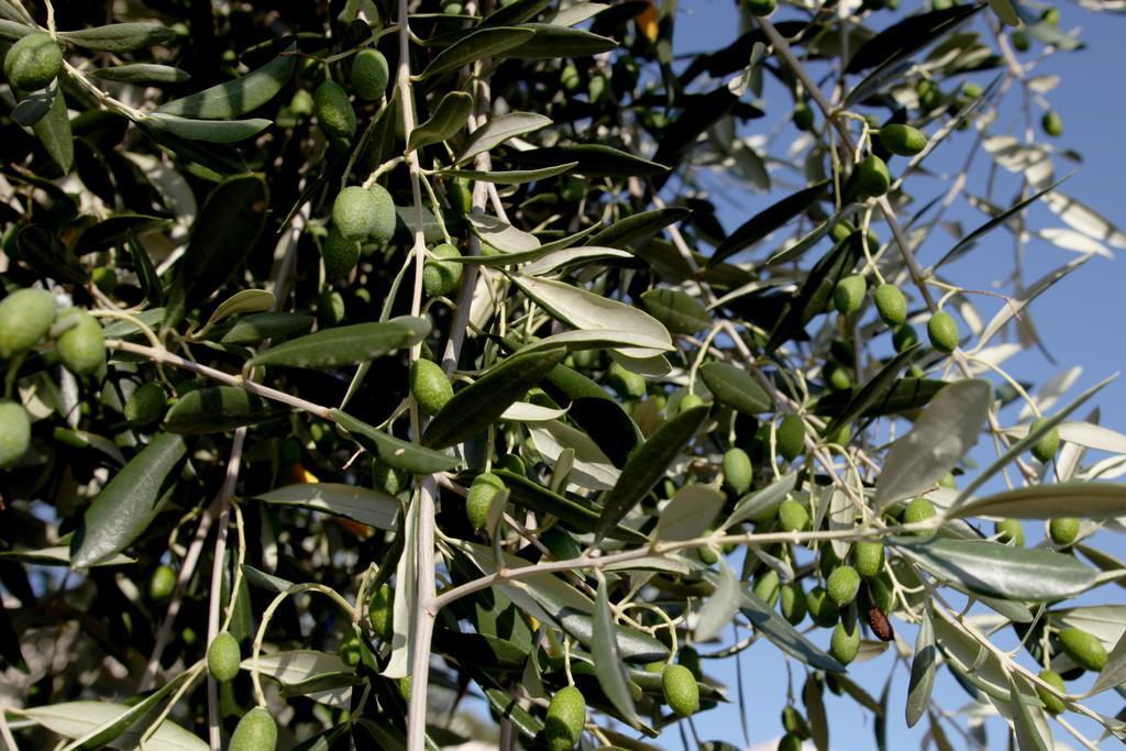 Agricostella Agriturismo Весте Екстериор снимка
